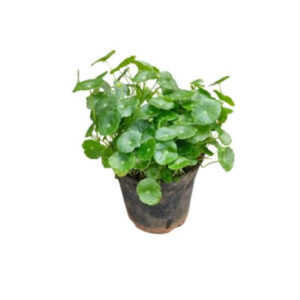 Hydrocotyle Vulgaris Pot