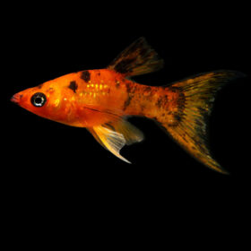 Molly Calico Longfin