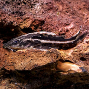 Orinoco Talking Catfish