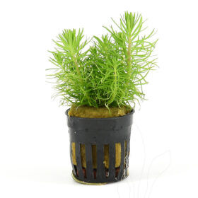 Pogostemon Decanensis (Erectus) Pot