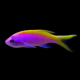Pseudanthias Evansi Female, Yellowback Anthias