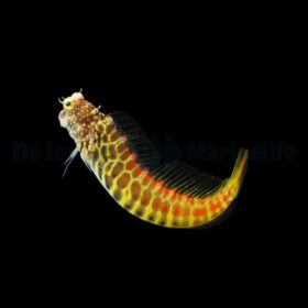 Salarias Segmentatus