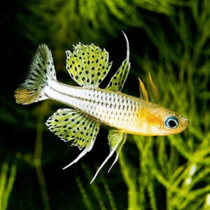 Spotted Blue-Eye Rainbowfish
