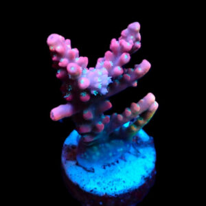 Acropora Dendrum (frag)