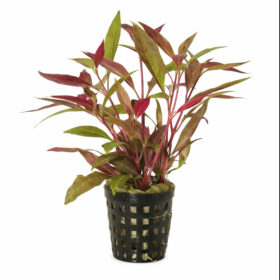 Alternanthera Rosaefolia Pot