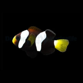 Amphiprion Milii, Western Australian Anemonefish