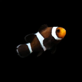 Amphiprion Ocellaris Darwin