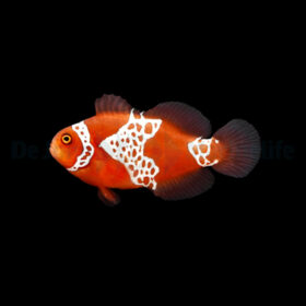 Amphiprion Biaculeatus - Gibbosus, Lightning Maroon Clownfish.