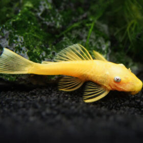 Ancistrus Golden Blue Eye