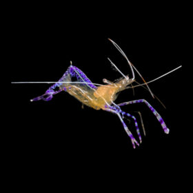 Ancylomenes Pedersoni, Cleaner Shrimp