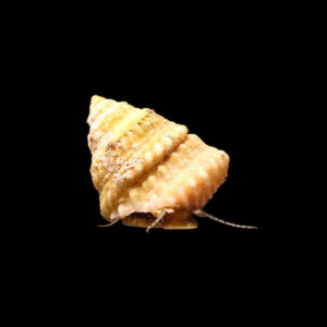 Astraea Tectum (Turbo snail). Αλγοφάγο σαλιγκάρι για θαλασσινά ενυδρεία reef.