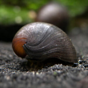Black Nerite Snail