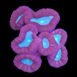Caulastraea Furcata