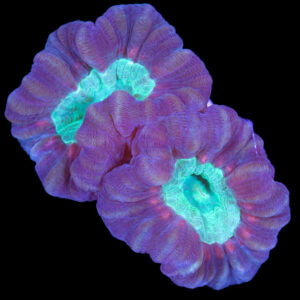 Caulastrea Furcata (frag)