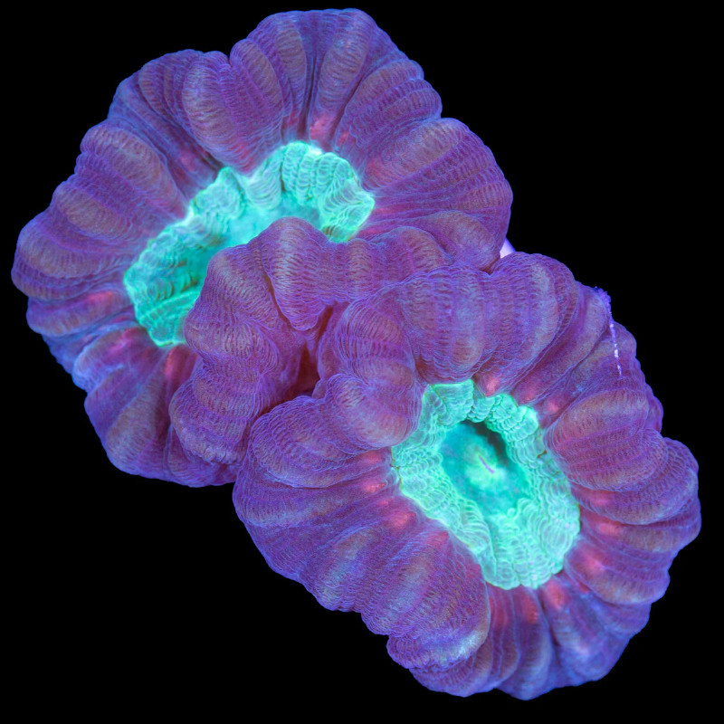 Caulastrea Furcata (frag) Aber aquatic Caulastrea Furcata (frag)