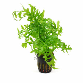 Ceratopteris Thalictroides Pot