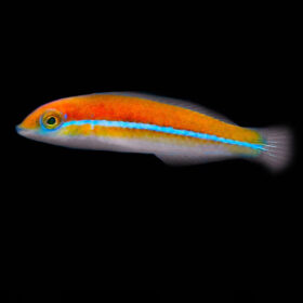 Halichoeres Garnoti, Neon Line wrasse