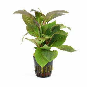 Hygrophila Corymbosa Pot