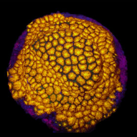 Leptastrea (Yellow Center)