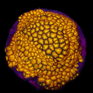 Leptastrea (Yellow Center)