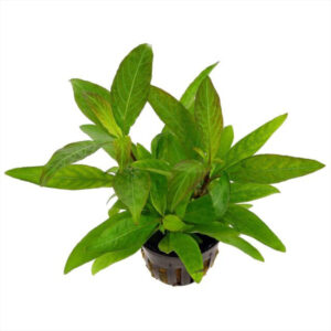 Nomaphila Siamensis Pot
