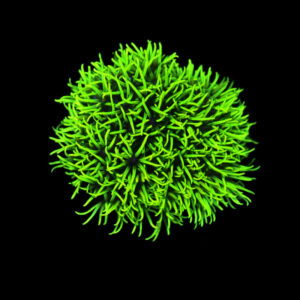 Pachyclavularia Violacea (Neon Green)