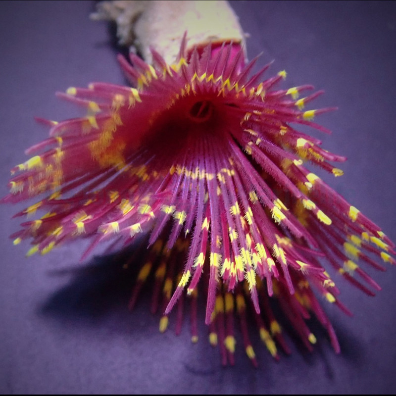 Sabellastarte Special Sabellastarte Special, Feather duster / tubeworm.
