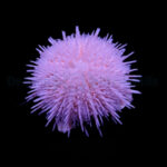 Salmacis, Pink Lady sea Urchin