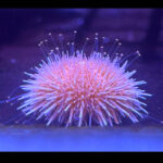 Salmacis (Pink Lady) - Image 2