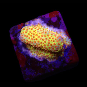 Stylocoeniella (Burning Banana)