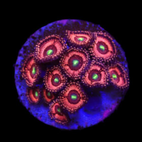 Zoanthus sp. (Ultra)