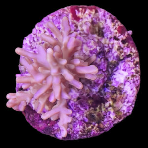 Acropora carduus (frag)