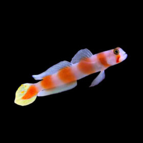 Amblyeleotris Aurora