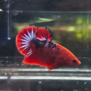 Betta Hellboy Red Dragon Male WYSIWYG