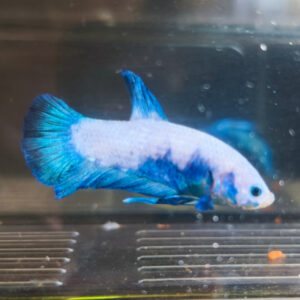 Betta PKHM Blue Rim Male WYSIWYG 1