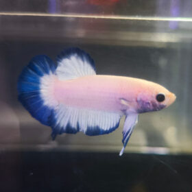 Betta PKHM Blue Rim Male WYSIWYG 2