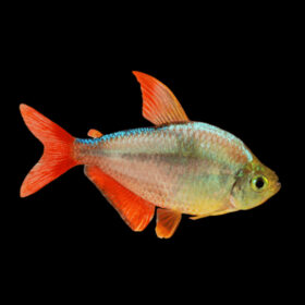Colombian Tetra