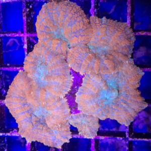 Discosoma Blue-Orange Mushroom