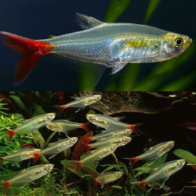 Glass Bloodfin Tetra