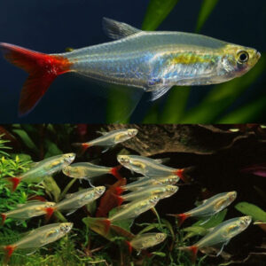 Glass Bloodfin Tetra