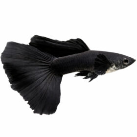 Guppy Moscow Black Male