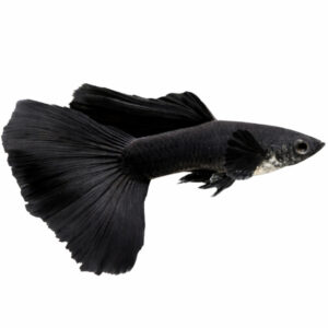 Guppy Moscow Black Male