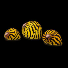 Nerite Tiger Snail