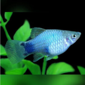 Platy Blue Mickey Mouse