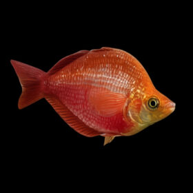 Red Rainbowfish Balloon