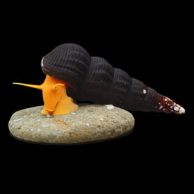 Υellow Poso Rabbit Snail