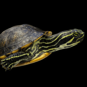 Χελώνα Pond Slider (Trachemys scripta)