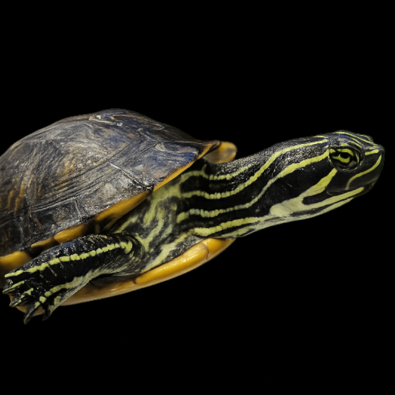 Χελώνα Pond Slider (Trachemys scripta) Aber aquatic Χελώνα Pond Slider (Trachemys scripta)