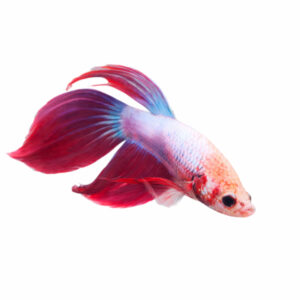 Betta Splendens Male Blue-Red WYSIWYG