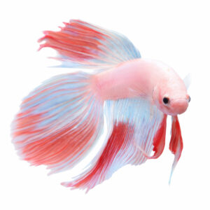 Betta Splendens Male Pink-Red WYSIWYG